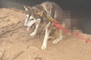 【韓国】養鶏場を守ろうと…「野良犬に矢を放ち貫通させた」40代男性が起訴される [7/26]
