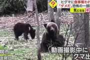 【札幌】「なぜ殺した」母ヒグマ駆除に非難４３２件。市の追い払いに効果なく「人に危害の恐れ」があったため