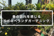 趣味ないやつは園芸やれ、楽しいぞ。