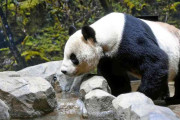 上野動物園の親パンダ「リーリー」「シンシン」、9月にも中国返還へ…高血圧の治療のため