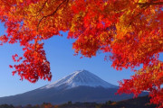 【紅葉まつり】紅葉と富士山のコラボレーション：河口湖で楽しむ秋の祭典
