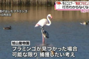 【悲報】フラミンゴ、脱走