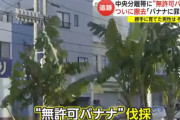 【悲報】福岡県久留米市の無許可バナナ、死す