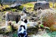 猫動画いろいろ　＆　猫だって連携プレーの狩りができるんだよ！