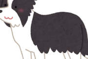 ボーダーコリーとかいう頭脳S速さA性格Aの神に愛された犬種