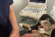 【ねこ画像】病院でエコー検査を受ける猫さん…どうやらおめでたのようですねwww
