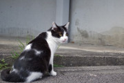 【ねこ画像】町のハチワレさん【再】
