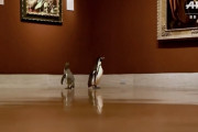 【朗報】ペンギンさん、美術館を堪能