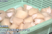 中国､ホタテ6トン返品か 北京の日本料理店｢残念｣