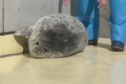 「何これ可愛い！」日本のアザラシ動画が海外で大人気！ 海外の反応