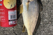ワイ、お魚を釣り上げる