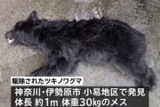神奈川・伊勢原市でツキノワグマ捕獲、県が駆除