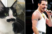 フレディー・マーキュリーが転生して猫に？口ひげとたたずまいがそっくりな猫が話題に