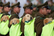 「どんな捜査も任せて…？」 警察犬の卵、担がれてチリ軍事パレードに参加！