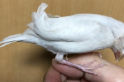 ウチの文鳥がパーマかかりだしたんだが