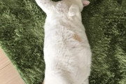 【ねこ画像】なぜか他の子にがガブリと齧られる猫さん…とんでもないお顔になってますwww