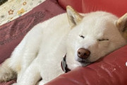 【画像多め】実家のイッヌ、わいの仕事中に寝てしまうwwwwｽﾔｽﾔ~