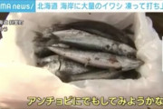 【朗報】北海道で凍ったイワシが大量に食べ放題ｗｗｗｗ