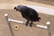 「水飲もうかな」「喉乾いたの？」「やっぱりいいや」飼主さんとの会話が凄い！言葉を巧みに操るヨウム