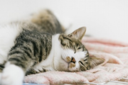 【速報】めっちゃビビってる猫さん発見される