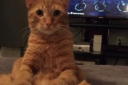 【ねこGIF】飼い主さんの首元で甘える子猫ちゃん…これはこの子にメロメロになっちゃいますねwww