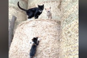 【ネコ】これはカワ(^o^)イイ！干し草の山に隠れていた子猫たち。