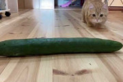 きゅうりと猫の動画が想像のナナメ上……！　大興奮の猫ちゃんに「きゅうりになりたい」「まるでマタタビ」の声