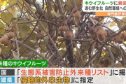 愛媛で野良キウイが大量発生
