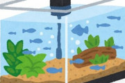 ガラスが透明な水槽、魚にとってストレスであることが判明する・・・　透明水槽での魚飼育は虐待の時代へ・・・