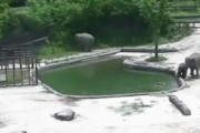 子ゾウが水にばっしゃん！親ゾウが取った行動に世界が感動！　海外の反応