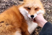 【動画】キツネの笑い声が可愛すぎると話題に「アヒャヒャヒャ」