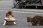 【ねこ画像】おさかな咥えたみけねこと魚を狙うねこ、ブラッシング中、ゴルフの妨害 ほか【再】