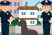 【珍客】住宅街に「アシカ」迷い込む　警察が買ってきた魚で誘導を試みるも拒否される・・・　アメリカ
