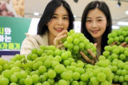 韓国人「日本人が開発したシャインマスカットが中国とベトナムで人気爆発！」韓国が3100万ドルを荒稼ぎ！　韓国の反応