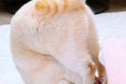 【ねこ画像】おかあにゃんとカゴの中にみっちり入った子猫ちゃん…あれ？これは騙されちゃいますねwww