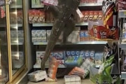 【動画あり】セブンイレブン行ったらトカゲいた