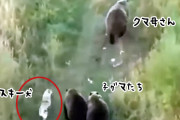 オレはやるぜ！迷子になったハスキー犬、クマの家族と仲良く行動を共にしているところを発見