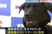 麻薬探知犬「モモタロウ」、大麻16kgを発見　持ち込もうとしたスペイン人の男を逮捕