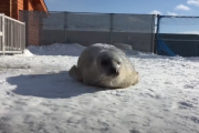 世界中に大人気！日本の動物園の「だるまさんが転んだアザラシ（5秒）」の動画に寄せられたコメントをご紹介 海外の反応