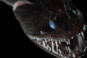 99.5%の光を吸収する世界一黒い魚「ウルトラブラックフィッシュ」発見！ 黒すぎ！！