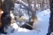 【動画】冬眠中のクマを無理やり起こして狩るハンターの映像。