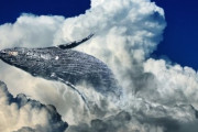 【動画】クジラデカすぎワロッタｗｗｗwwwwww