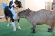 「ゆるさがかわいいｗ」犬とカピバラを一緒に遊ばせてみた。海外の反応