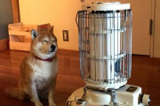 【画像・Gif集】イッヌ、ストーブ前を占拠