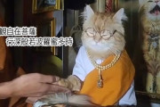 猫が仏教の道に進んだようだ。僧侶の説法に耳を傾け、悟りを開いた猫