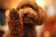 娘「犬飼いたい」　ワイ「いいよ♪」　嫁「──ダメ」