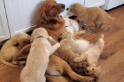 8匹のベビーシッター中！お父さん犬に群がるゴールデンレトリバーの子犬たちが可愛い！