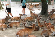 奈良公園のシカ、増える「鹿せんべい目当てで山から来てるのでは」