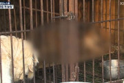 【極悪非道】汚物だらけの鉄格子‥韓国不法犬農場の実態が鬼畜過ぎた‥　韓国の反応