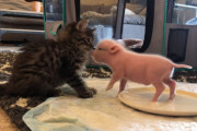 子猫と子豚の友情物語！こんな触れ合いができるのも今だけかな…？